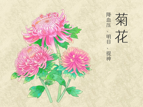 手绘水彩花卉粉色菊花插画