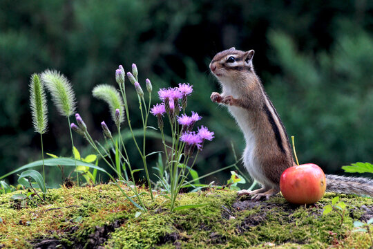 花栗鼠在公园林地上嬉戏觅食