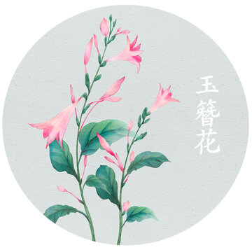 玉簪花