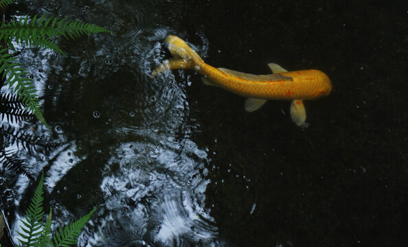 秋雨中的金鱼