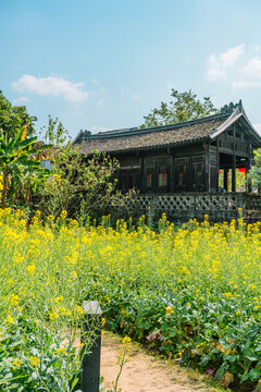 观澜版画村古戏台油菜花