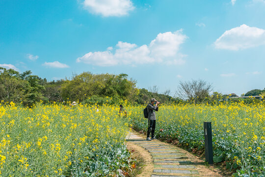 油菜花田