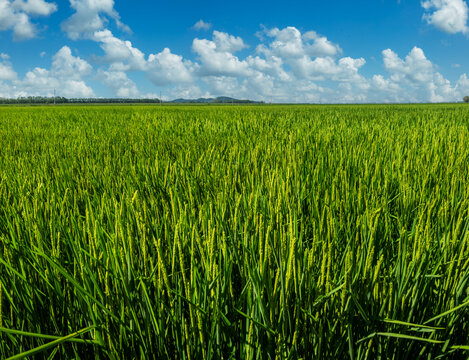 农场水稻大地景观