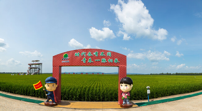 农场水稻大地景观