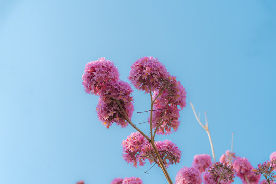 蓝天下粉红色的紫花风铃木花