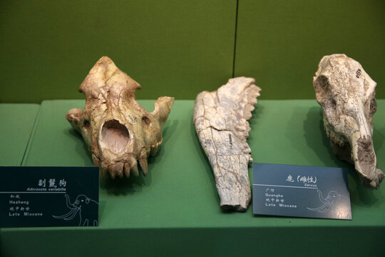 副鬛狗头骨化石鹿化石