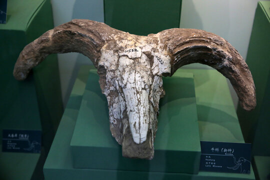 牛科化石