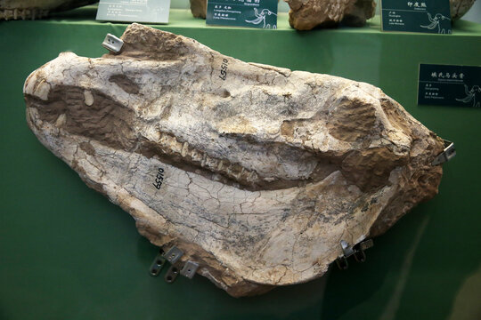埃氏马头骨化石