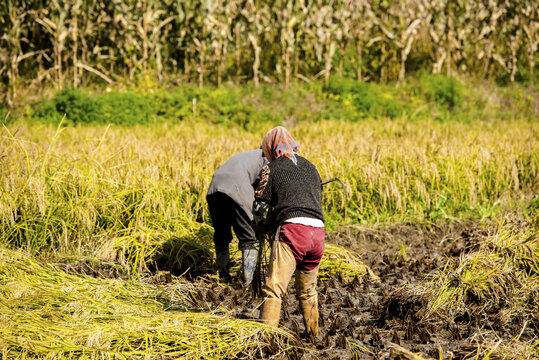 农民收割稻田