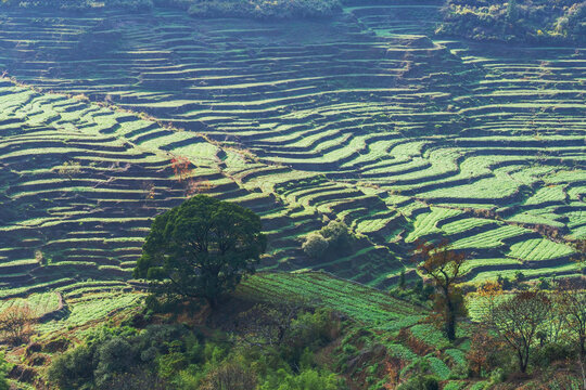 江西婺源篁岭景区的梯田和秋景