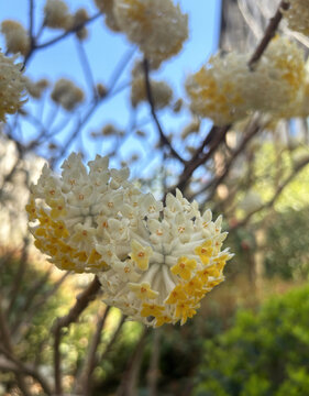 结香花