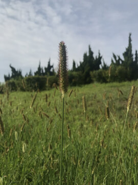 狗尾巴草