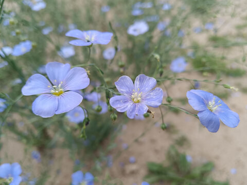 胡麻花