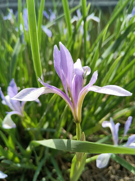 马莲花马兰花