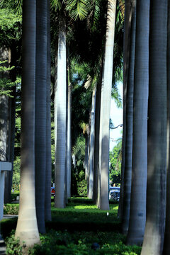 阳光棕榈树林