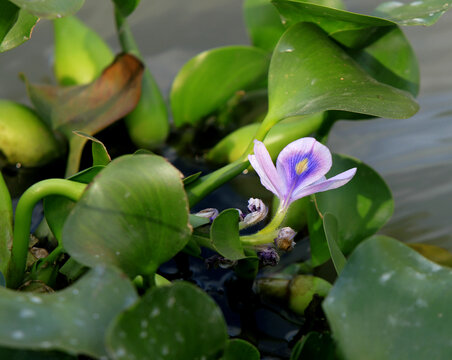 水葫芦