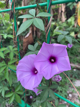 淡紫色的牵牛花路边的野花