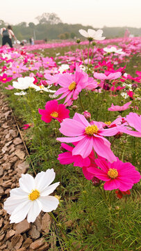 粉红色格桑花西藏民族花自由花