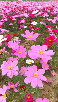 粉红色格桑花西藏民族花自由花