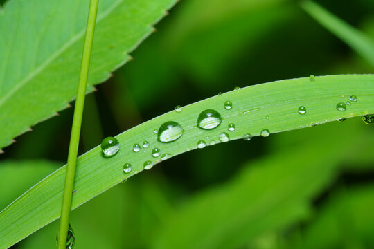 绿叶上雨滴的特写镜头