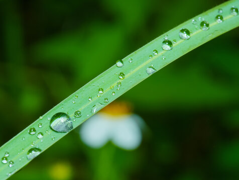 绿叶上雨滴的特写镜头