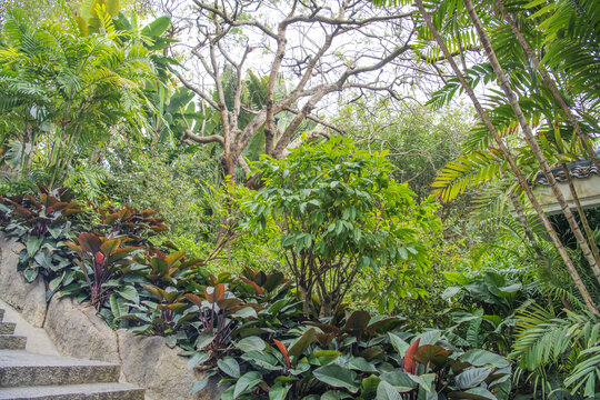 厦门园林植物园路边植物树木