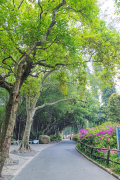 厦门园林植物园柏油路与树木