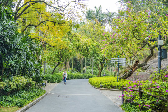 厦门植物园柏油路与热带植物