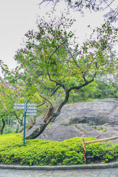厦门园林植物园红花羊蹄甲树
