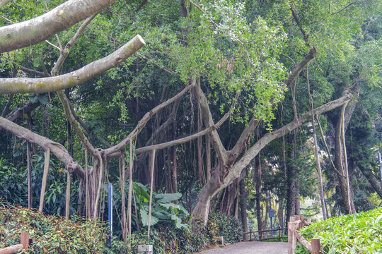 厦门园林植物园榕树与树林