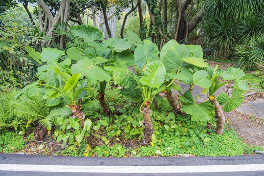 厦门植物园滴水观音海芋植物