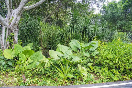厦门植物园滴水观音海芋榕树