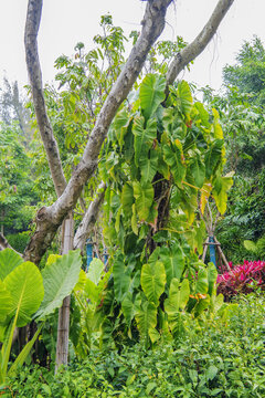 厦门园林植物园爬树植物