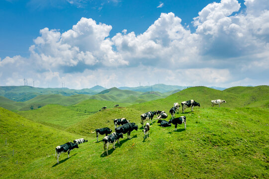 邵阳南山牧场奶牛和草原风光