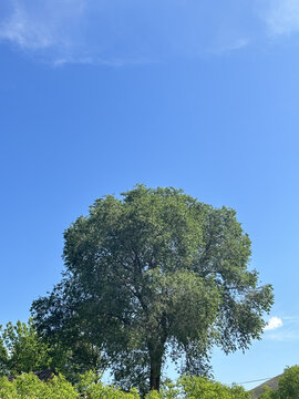 杨家山的树