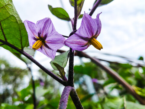 茄子花