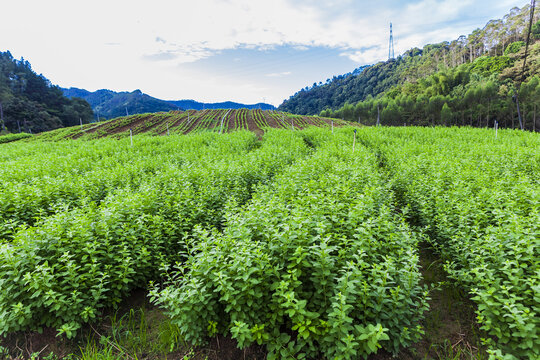 绿色蔬菜枸杞菜基地