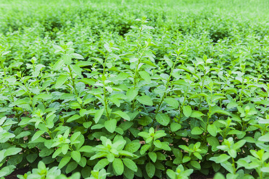 绿色蔬菜枸杞菜基地