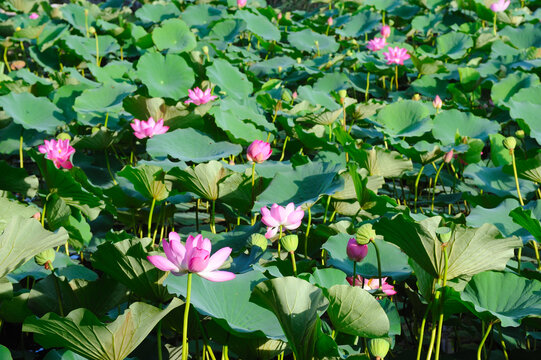 西湖荷花