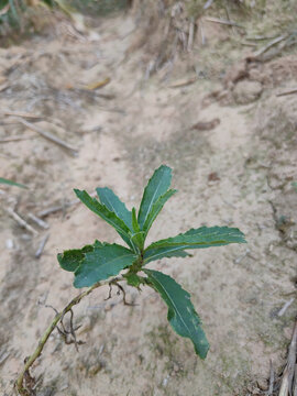 刺儿菜