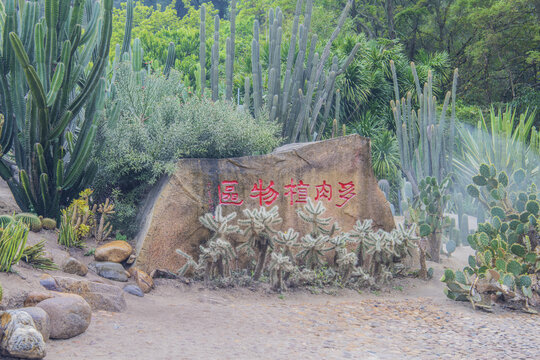 厦门植物园多肉植物区石雕岩