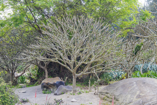 厦门园林植物园几株鸡蛋花树