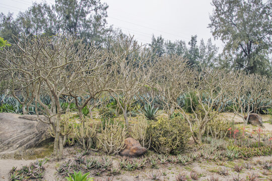 厦门园林植物园鸡蛋花树树林