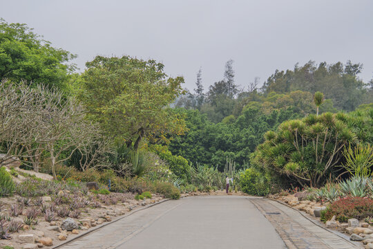 厦门园林植物园山路与树林