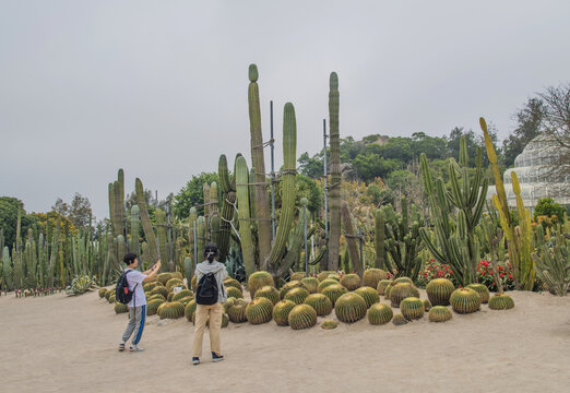 厦门植物园仙人球仙人掌与山林