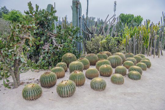 厦门植物园沙地仙人球仙人掌