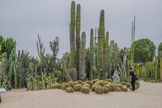 厦门植物园沙地仙人掌仙人球