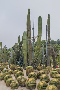 厦门园林植物园仙人掌仙人球