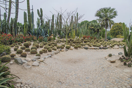 植物园仙人掌仙人球与棕榈树