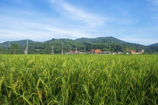 稻田田园风景